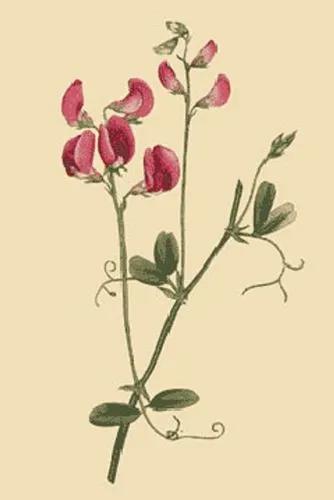 Tuberous Pea