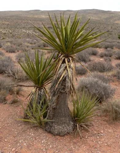 Yucca Schidigera