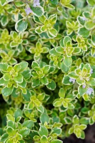 Lemon Thyme