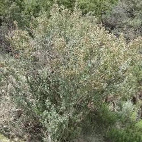 Utah Serviceberry