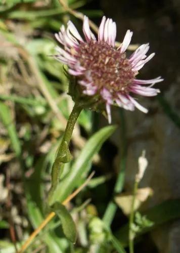 Erigeron Alpinus