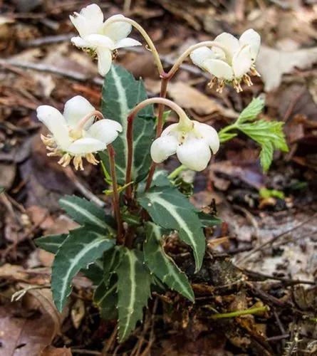 Spotted Pipsissewa