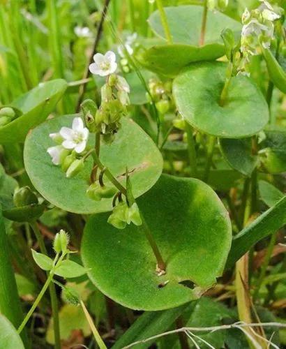 Miner's lettuce