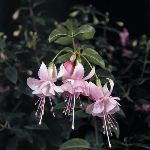 Fuchsia 'claudia'