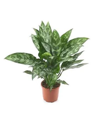 Aglaonema Maria