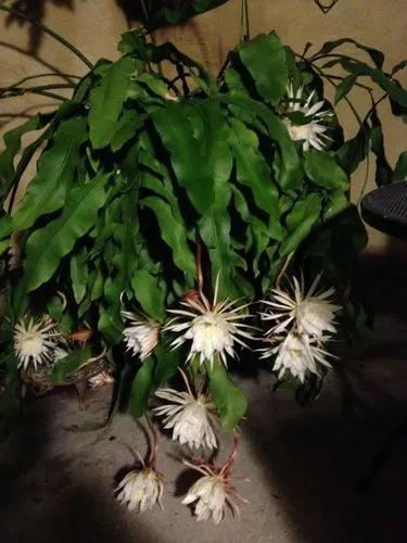 Epiphyllum Hookeri