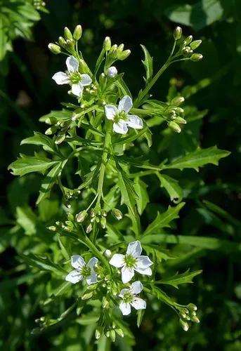 Large Bitter-cress