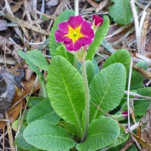 Polyanthus