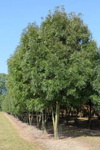 Narrow-Leafed Ash