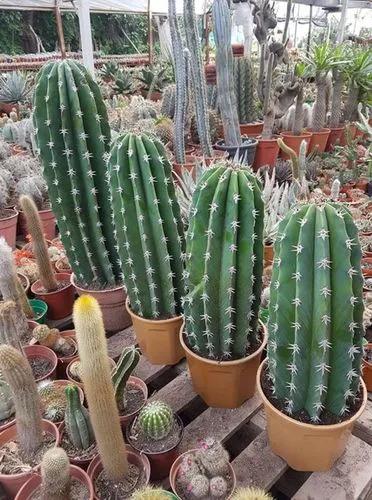 Pachycereus pecten-aboriginum