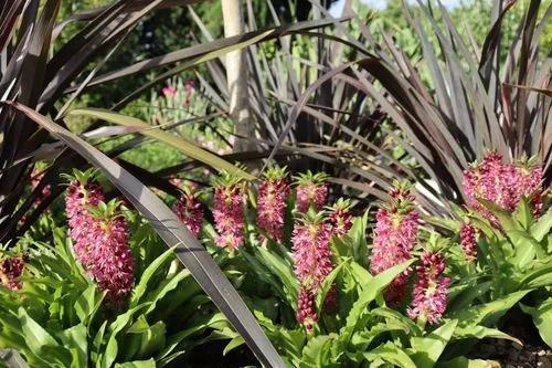 Pineapple Lily 'leia'