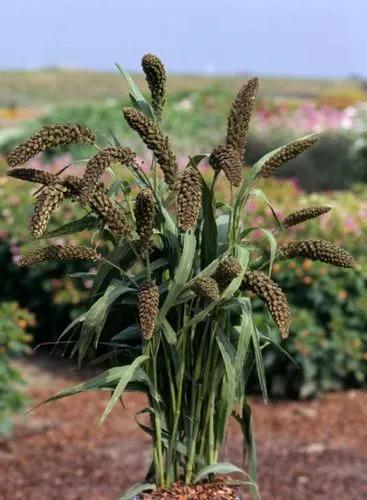 Foxtail Millet