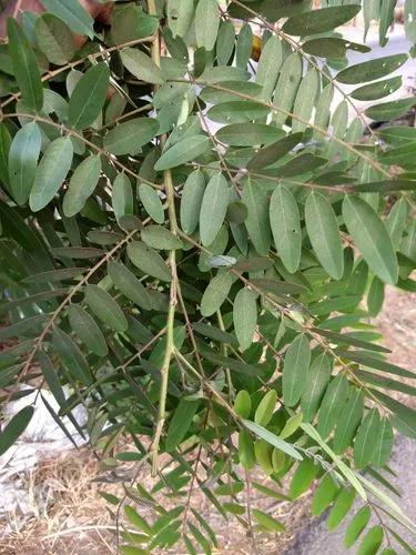 Siamese Senna