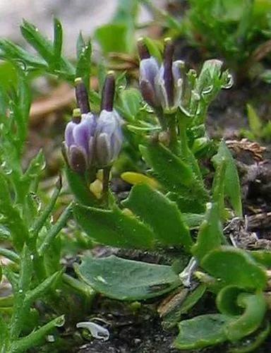 Arabis Caerulea