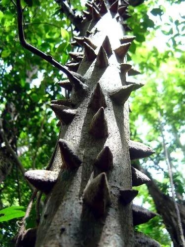 Martinique Prickly Ash