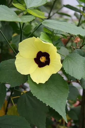 Hibiscus Calyphyllus