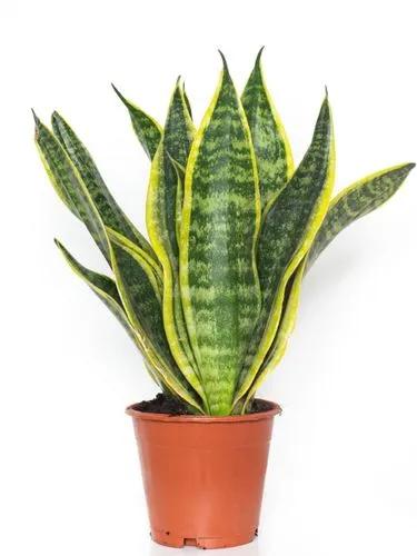 Sanseveria Superba Futura