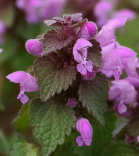 Lamiaceae