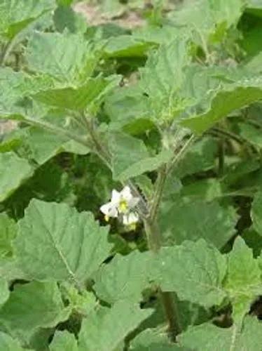 Green Nightshade
