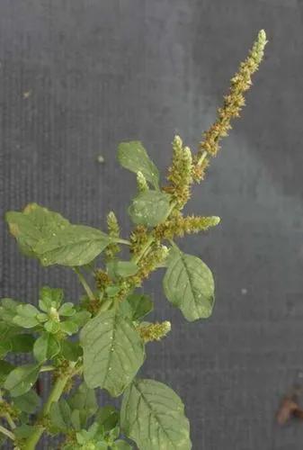 Livid amaranth