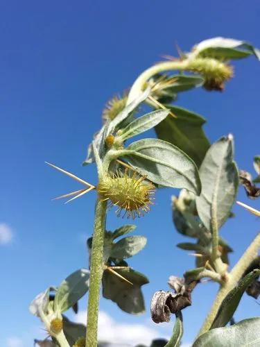 Spiny Cocklebur