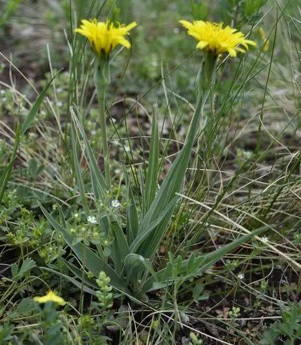 Scorzonera Austriaca