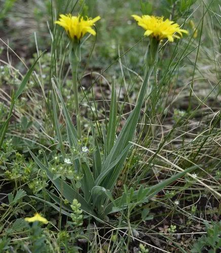 Scorzonera Austriaca