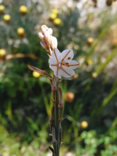 Asphodelus Tenuifolius