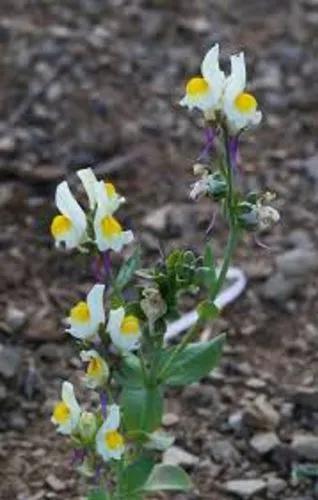 Three-Coloured Toadflax