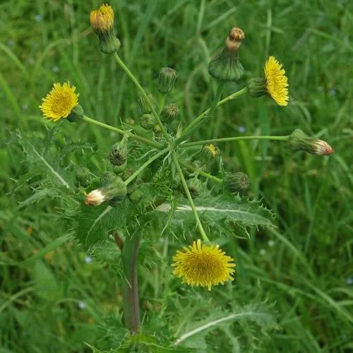 Sonchus Leptocephalus