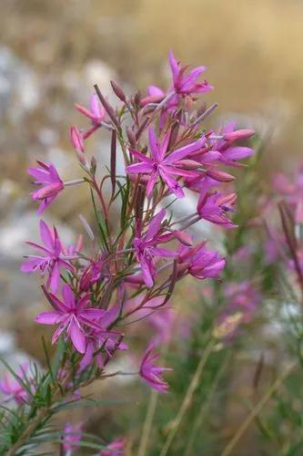 Epilobium Dodonaei