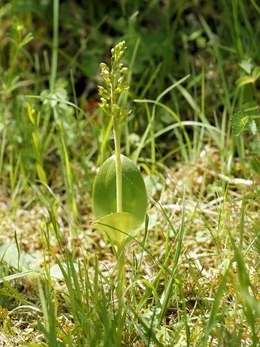 Eggleaf Twayblade