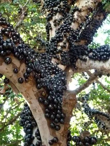 Brazilian Grapetree