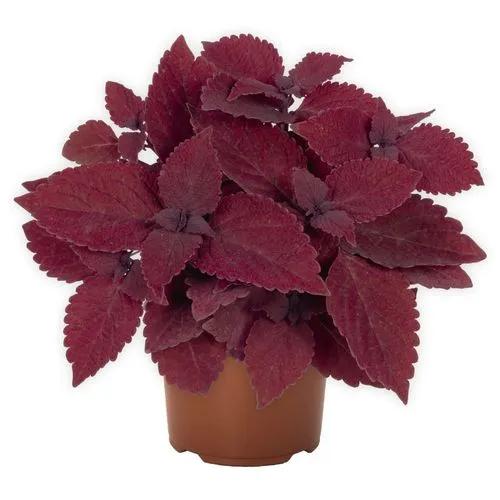 Coleus Broad Street