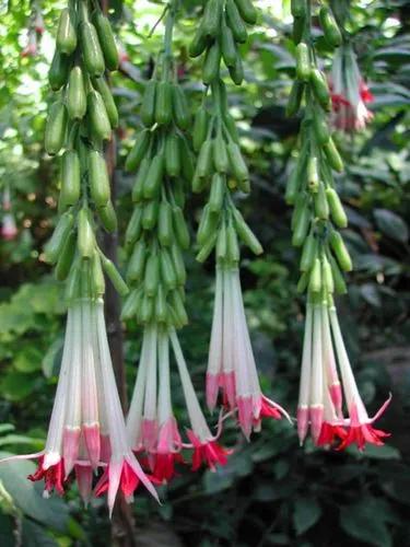 Bolivian Fuchsia