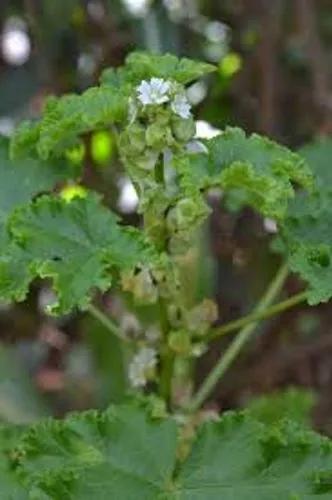 Small-Flowered Mallow