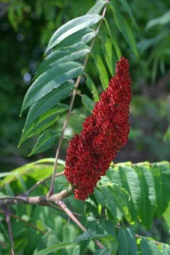 Staghorn Sumac