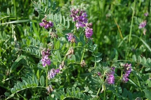 Bush Vetch