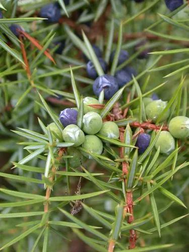 Juniperus Communis