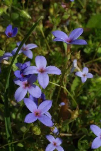 Tiny Bluet