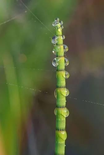 River horsetail