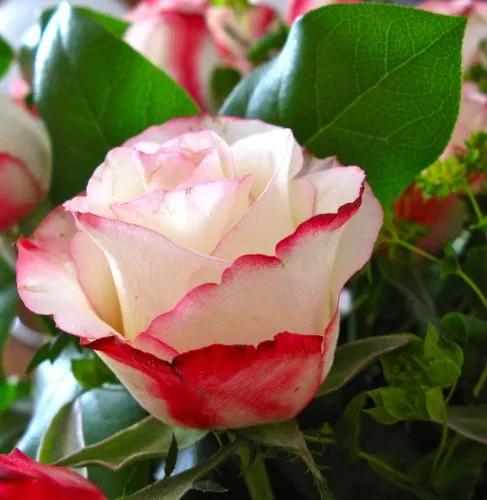 Rosa (radwhite)