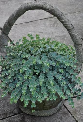 Sedum sieboldii