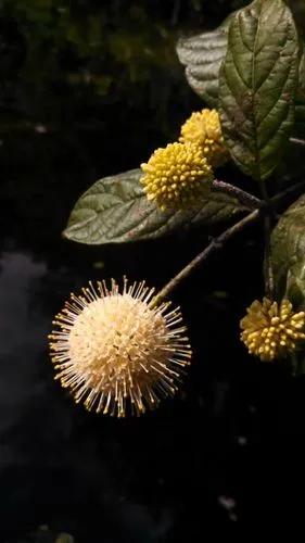 Common buttonbush