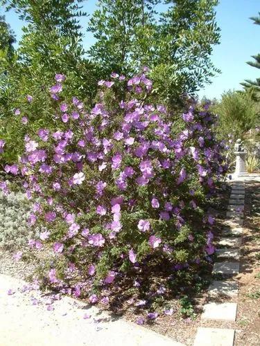 Native Hibiscus