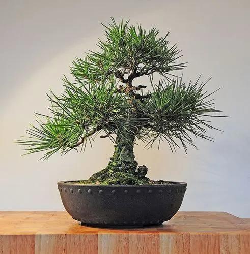 Japanese pine