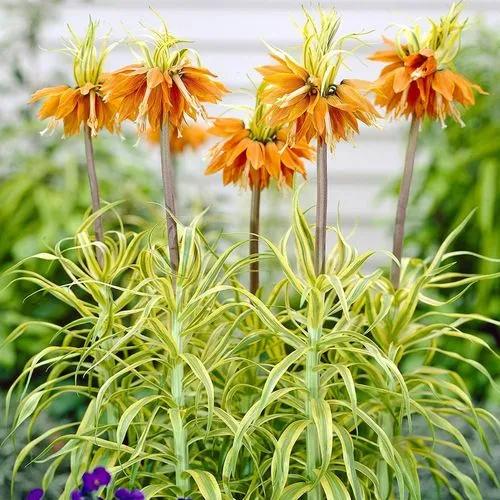 Crown Imperial