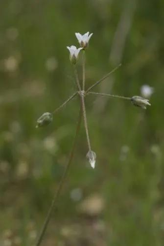 Jagged Chickweeds