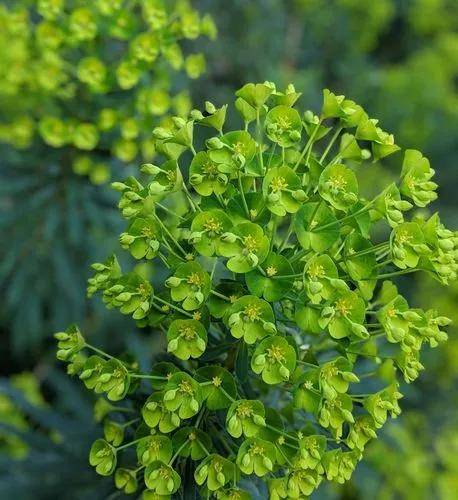 Cypress Spurge