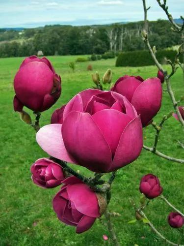 Black Tulip Magnolia